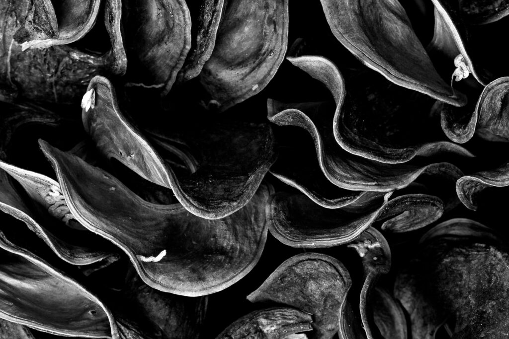 Textured black and white close-up of curved flower petals layered together.